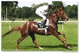 IRISH MIRACLE - Krowicki Piotr 