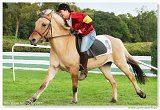 pony II 
