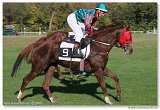 Handicap Vhu 