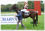 Handicap Noble Patriarcha 