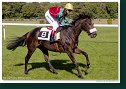 BAZY (IRE) - dž. Mühlbichler Gerlinde - MN-Racing 
