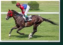 CONNERY (GER) - dž. Drozda František - Stajňa RATEX