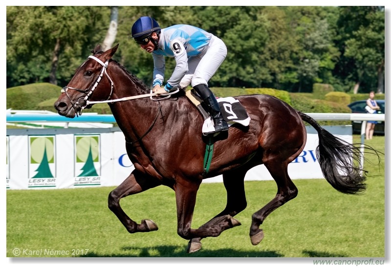 D - D´Artagnan ... Dzordzeta