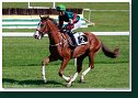 HONTHY HANNA (HUN) - Mešetović Goran - Rebeca Racing-Grand Hotel Bellevue V. Tatry (HUN) 