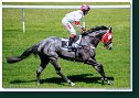 MY GREY LADY (CZE) - dž. Verner Jan - MPL Racing