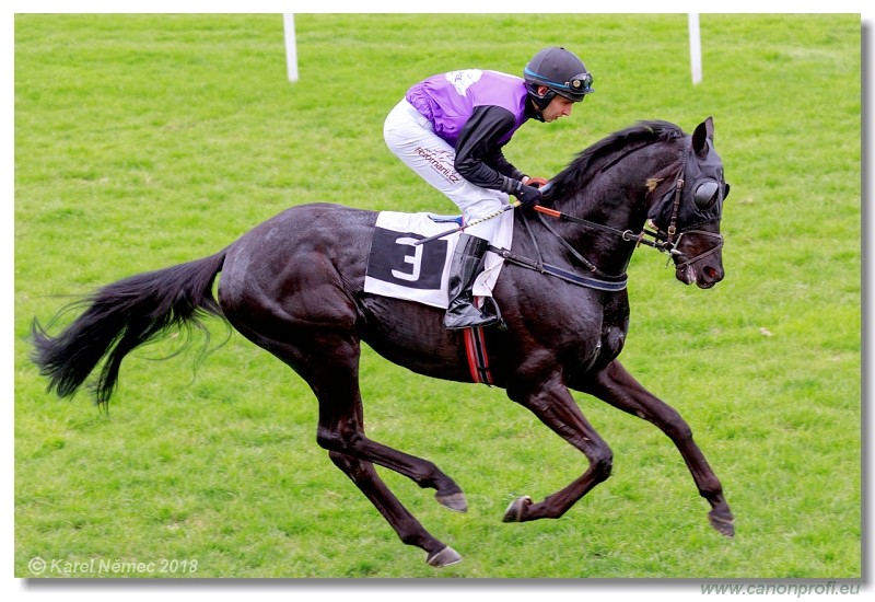 Kone A-Z Racehorses