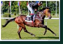 NORMANNE (GER) - Lopez Jean Pierre - Stall Ikera (AUT) 