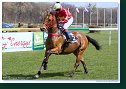 NUCALS STAR (IRE) - dž. Vokálková Zuzana - Red Rebels (CZE) 