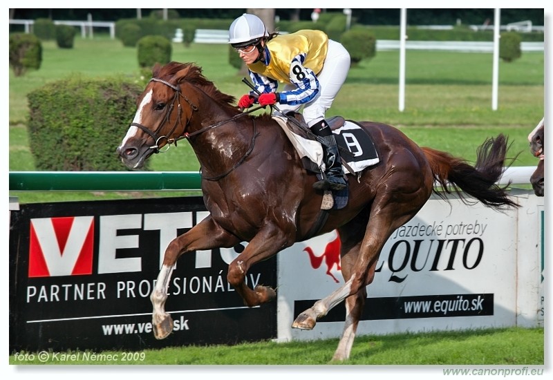 Kone A-Z Racehorses