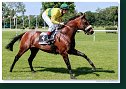 ROYAL LORD (GER) - Dubravka Erwin - Stall Vincennes (AUT) 