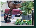 Grand Prix Napoli