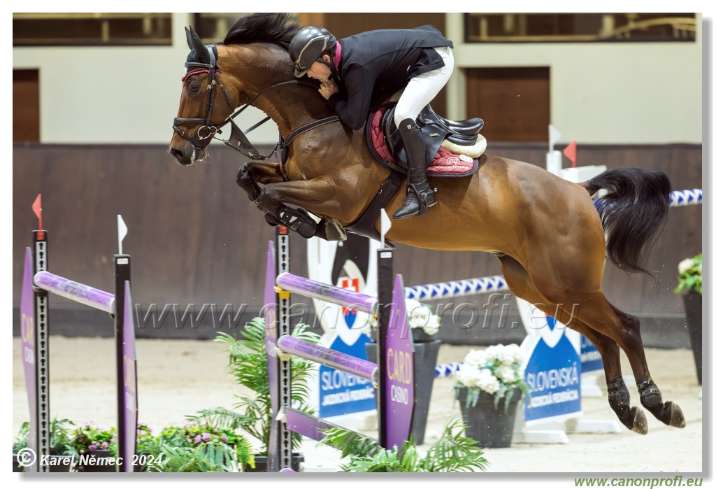 Gold Tour Grand Prix 150 cm