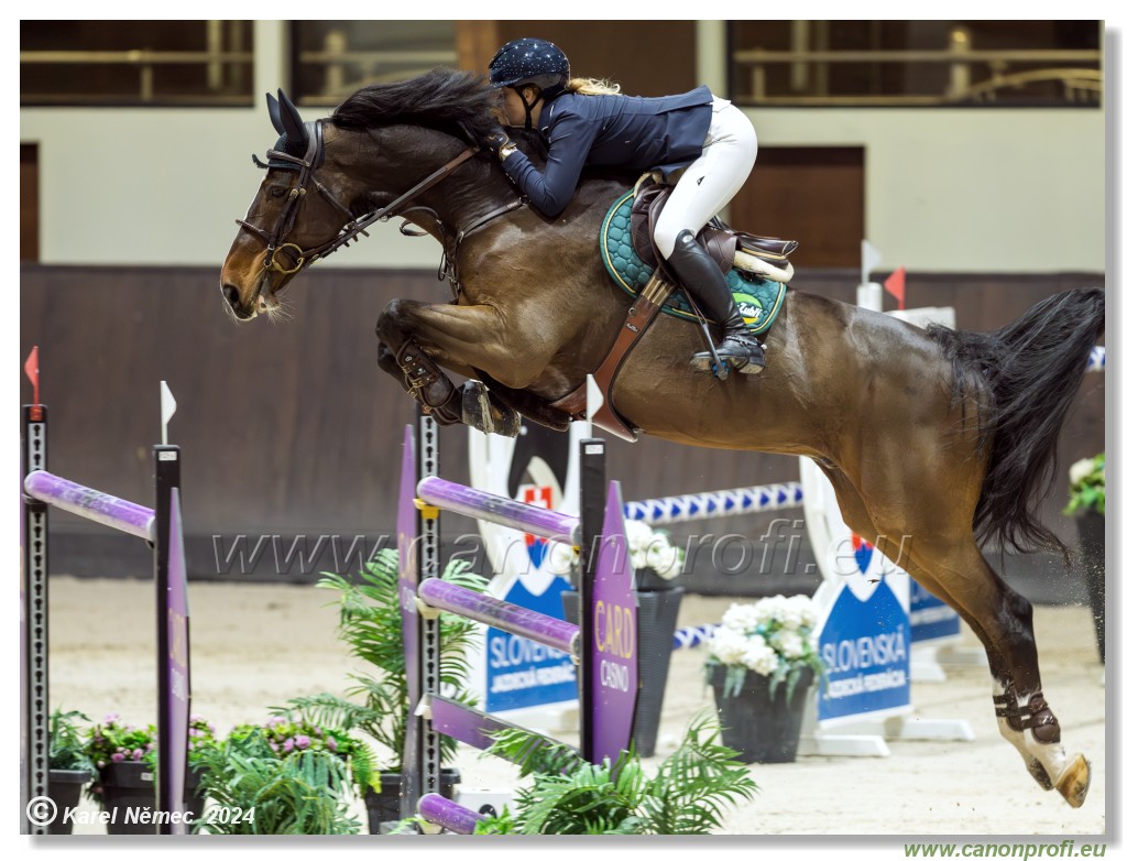 Gold Tour Grand Prix 150 cm