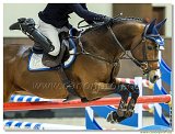 Horse welfare in practice 
