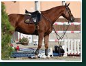FARMER CUP juniori VII. kolo - do 120cm