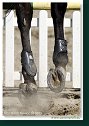 FINÁLE EQUITO CUP juniori 2009