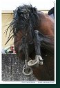 MSR august 2006