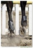 FINLE EQUITO CUP juniori 2009 