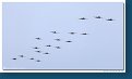 Spitfire Formation - 18x 