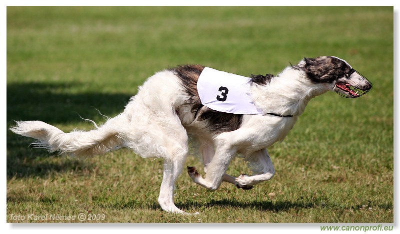 Preteky chrtov - Hounds Racing - Bratislava - 2009