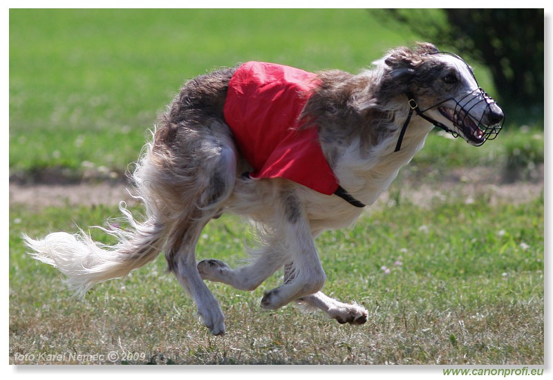 Preteky chrtov - Hounds Racing - Bratislava - 2009