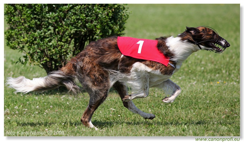 Preteky chrtov - Hounds Racing - Bratislava - 2009