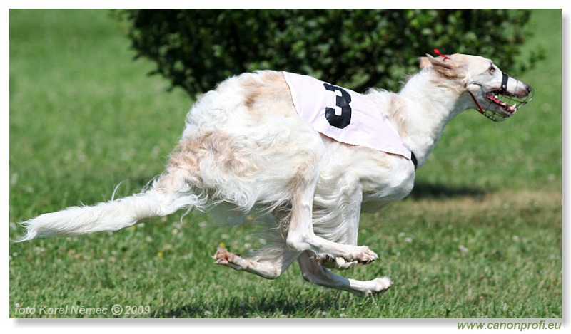 Preteky chrtov - Hounds Racing - Bratislava - 2009