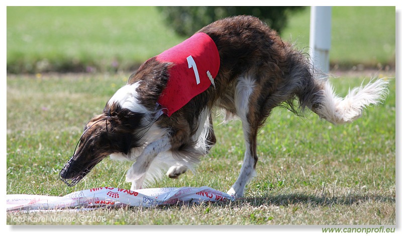 Preteky chrtov - Hounds Racing - Bratislava - 2009