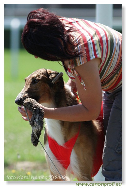 Preteky chrtov - Hounds Racing - Bratislava - 2009