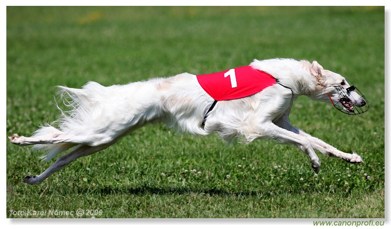 Preteky chrtov - Hounds Racing - Bratislava - 2009