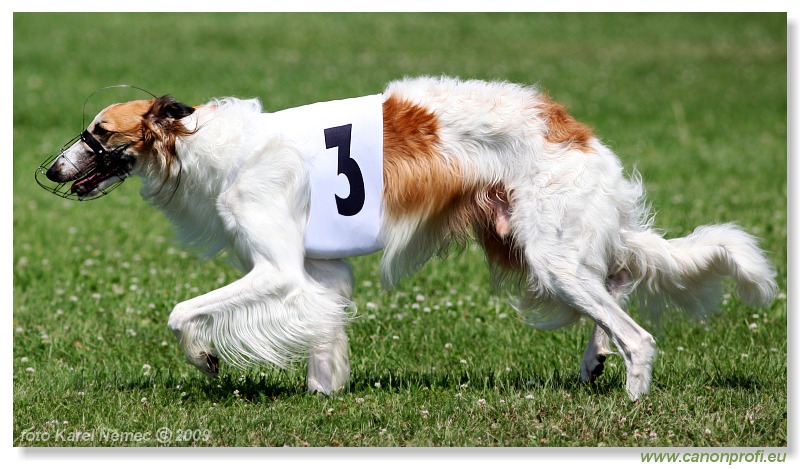 Preteky chrtov - Hounds Racing - Bratislava - 2009