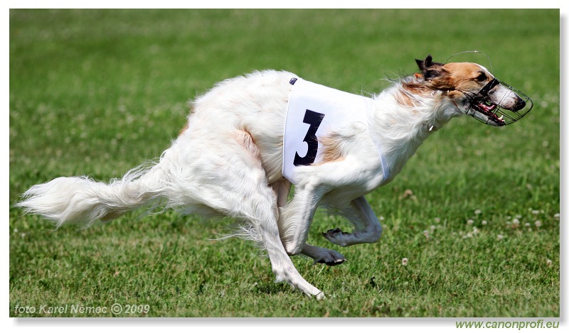 Preteky chrtov - Hounds Racing - Bratislava - 2009