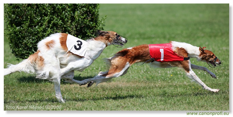 Preteky chrtov - Hounds Racing - Bratislava - 2009