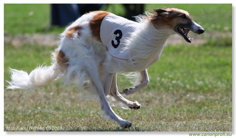 Preteky chrtov - Hounds Racing - Bratislava - 2009