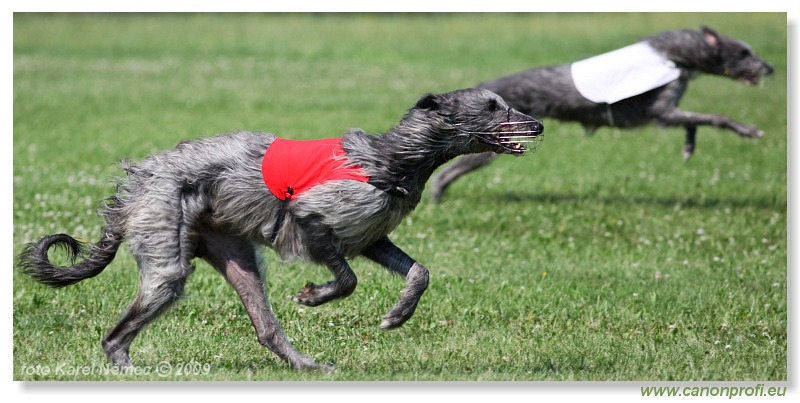 Preteky chrtov - Hounds Racing - Bratislava - 2009