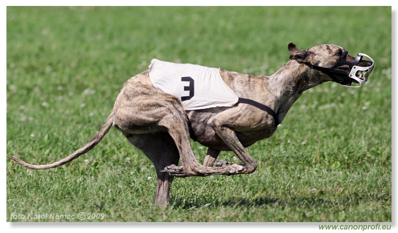 Preteky chrtov - Hounds Racing - Bratislava - 2009