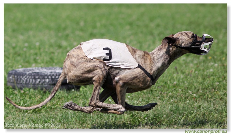 Preteky chrtov - Hounds Racing - Bratislava - 2009