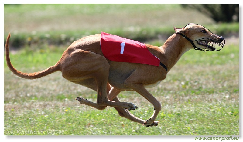 Preteky chrtov - Hounds Racing - Bratislava - 2009