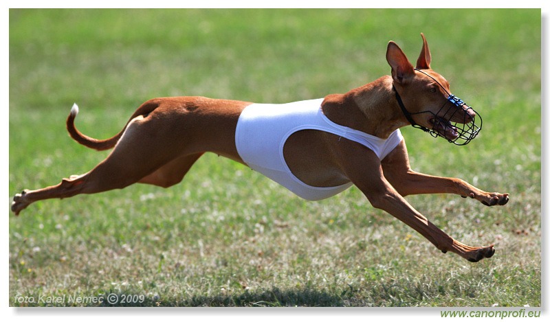 Preteky chrtov - Hounds Racing - Bratislava - 2009