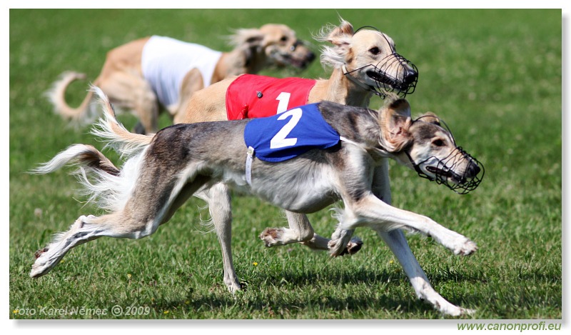 Preteky chrtov - Hounds Racing - Bratislava - 2009