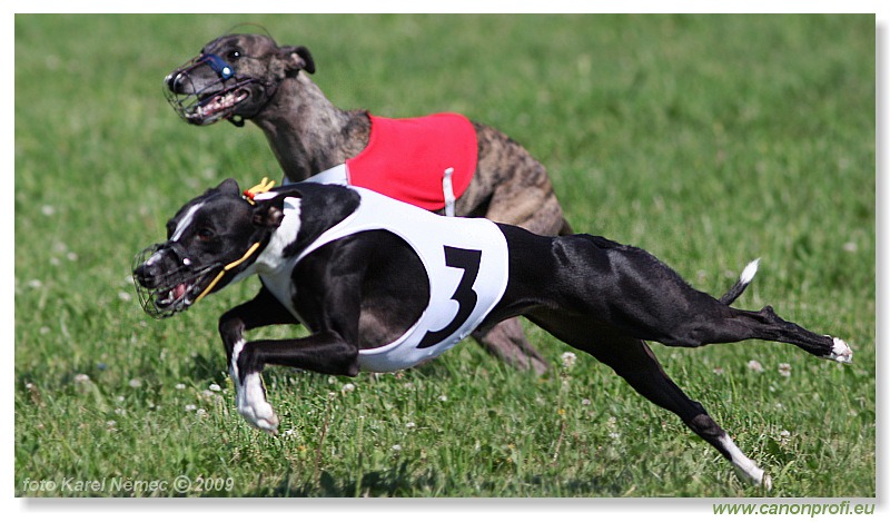 Preteky chrtov - Hounds Racing - Bratislava - 2009