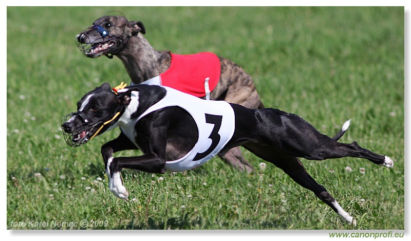 Preteky chrtov - Hounds Racing - Bratislava - 2009