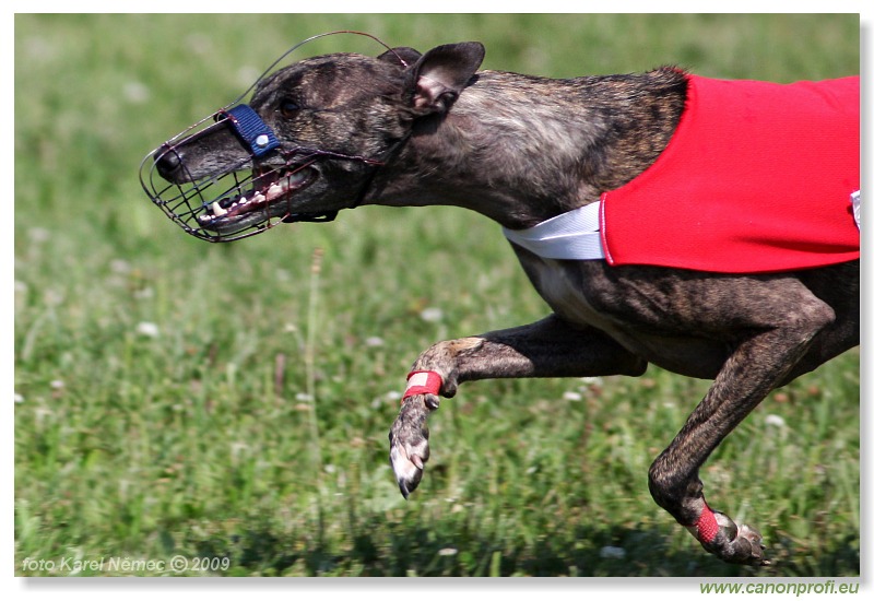 Preteky chrtov - Hounds Racing - Bratislava - 2009
