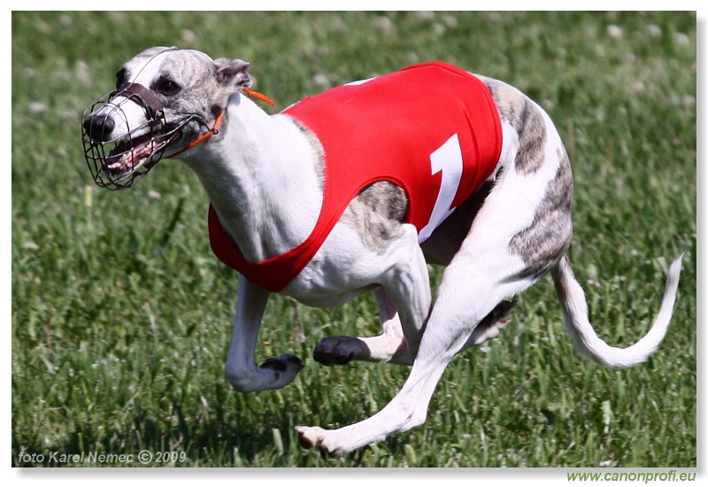 Preteky chrtov - Hounds Racing - Bratislava - 2009