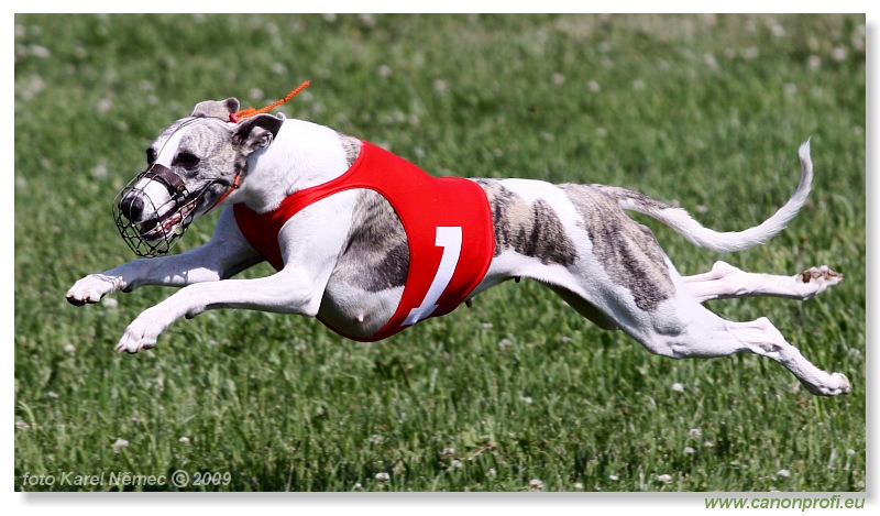 Preteky chrtov - Hounds Racing - Bratislava - 2009