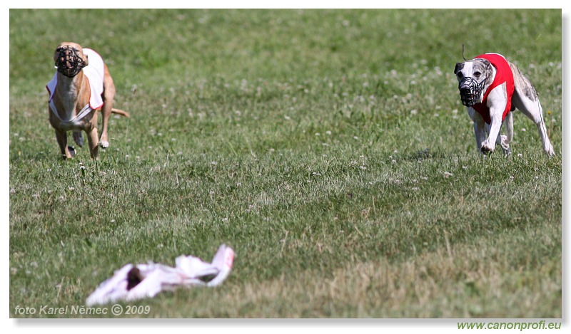 Preteky chrtov - Hounds Racing - Bratislava - 2009