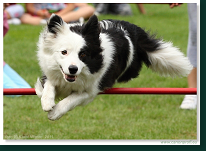 Agility - Bratislava - 2011