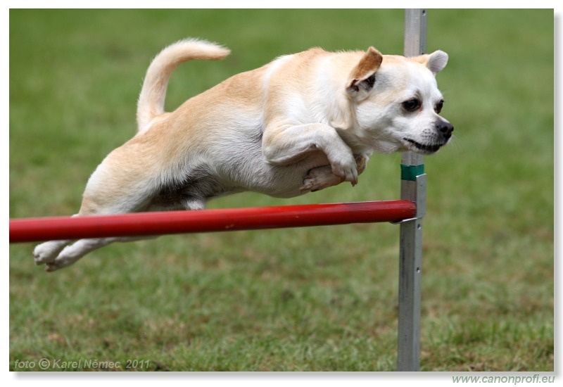 Agility - Bratislava - 2011