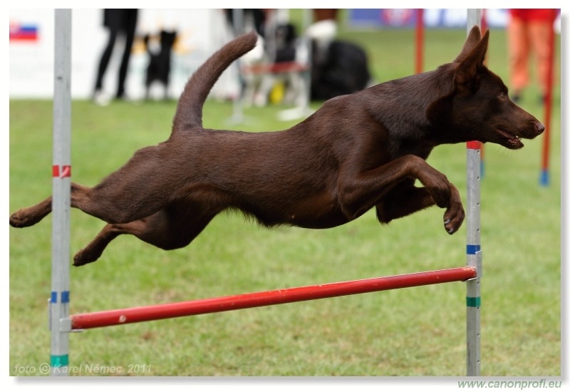 Agility - Bratislava - 2011