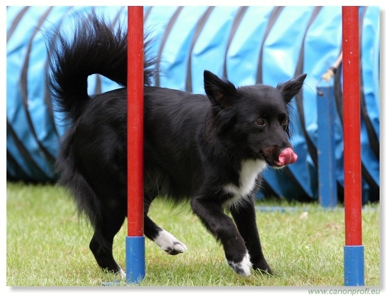 Agility - Bratislava - 2011